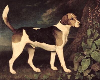 Ringwood, a Brocklesby Foxhound by George Stubbs